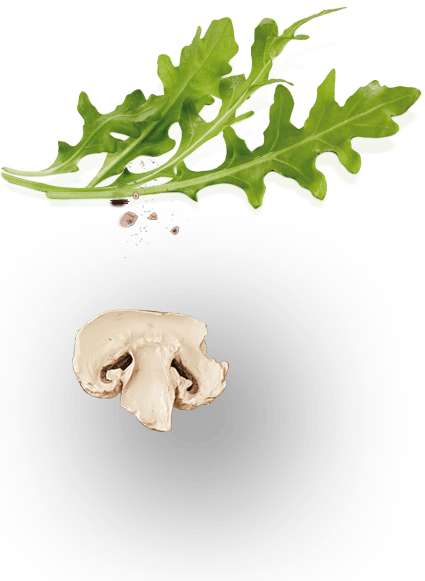 Mushroom